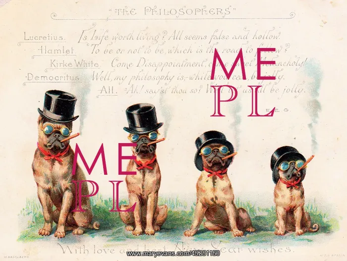 : Four bulldogs on a greetings card : Four bulldogs on a greetings card
