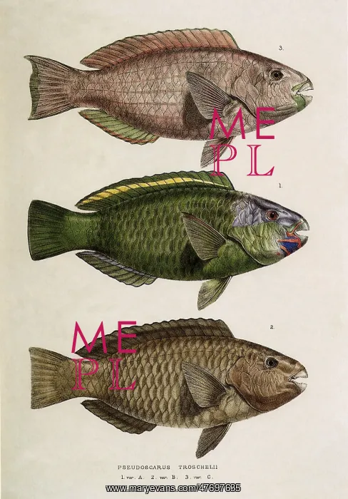  : Bullethead Parrotfish