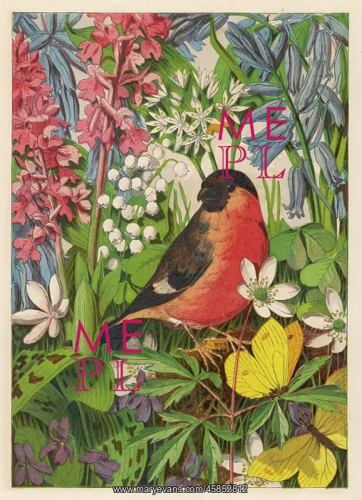 : BULLFINCH. (Pyrrhula europaea) Depicted among the flowers : BULLFINCH. (Pyrrhula europaea) Depicted among the flowers