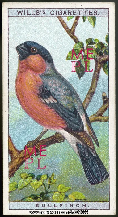 : BULLFINCH. Bullfinich - latin name: Pyrrhula pyrrhula : BULLFINCH. Bullfinich - latin name: Pyrrhula pyrrhula