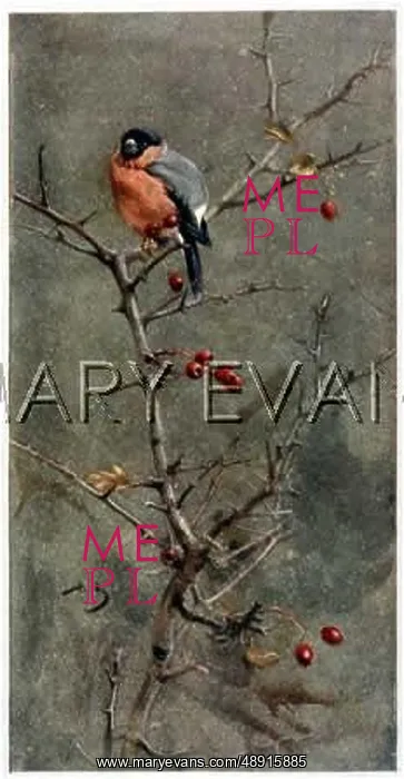 : BULLFINCH (ALEXANDER) : BULLFINCH (ALEXANDER)