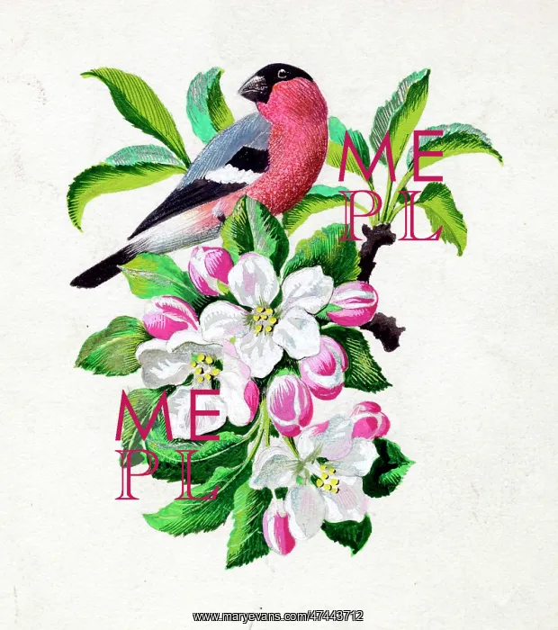 : Bullfinch and blossom : Bullfinch and blossom