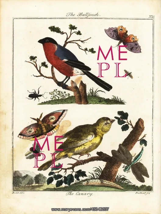 : Bullfinch, canary, butterfly, moth, etc : Bullfinch, canary, butterfly, moth, etc