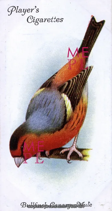  : Bullfinch-Canary Mule