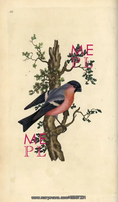 : Bullfinch, Pyrrhula pyrrhula : Bullfinch, Pyrrhula pyrrhula