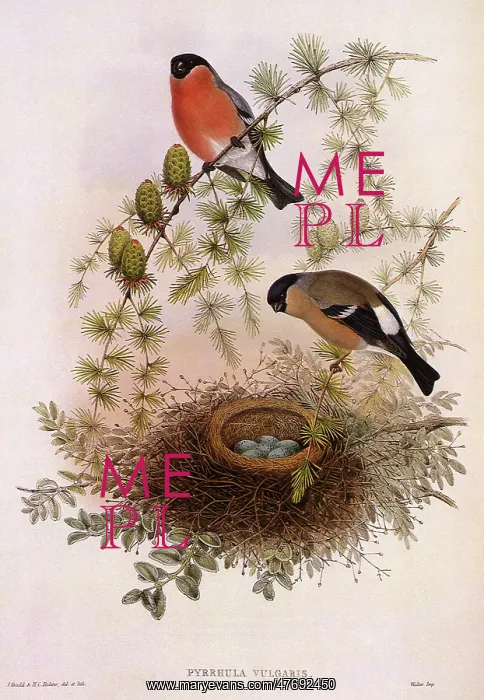  : Bullfinch, Pyrrhula pyrrhula