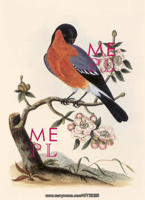  : Bullfinch, Pyrrhula pyrrhula