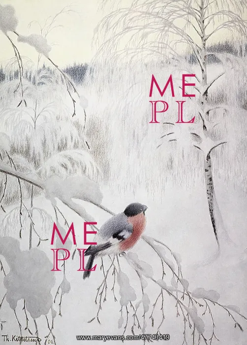  : Bullfinch in Winter