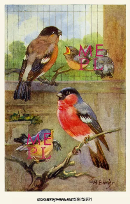  : Bullfinches