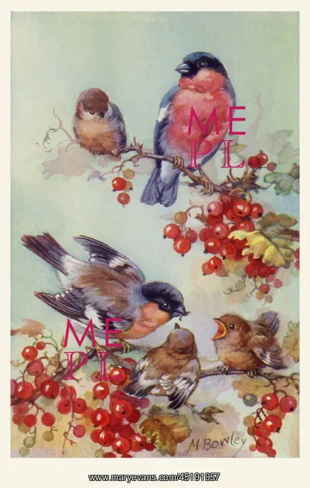  : Bullfinches