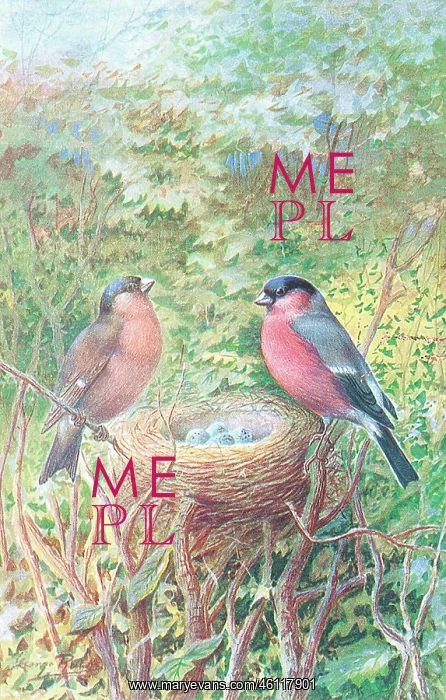  : Bullfinches
