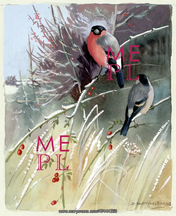  : Bullfinches