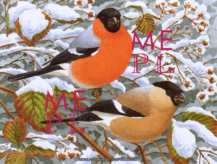 : Bullfinches : Bullfinches