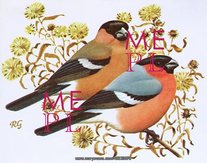 : Bullfinches : Bullfinches