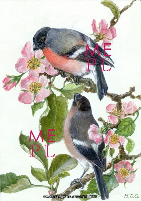  : Two Bullfinches on Apple Blossom