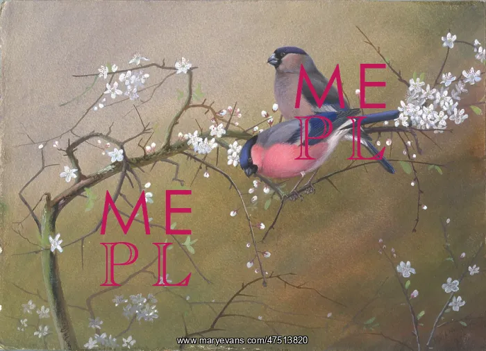 : Two bullfinches on a branch of blackthorn : Two bullfinches on a branch of blackthorn