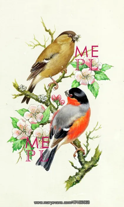  : Bullfinches on a branch in blossom