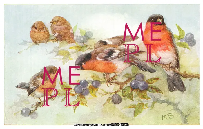 : Bullfinches eating berries : Bullfinches eating berries