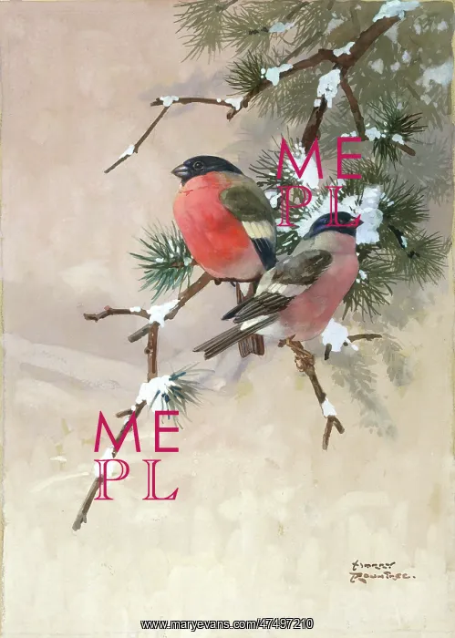  : Bullfinches on a Pine Bough