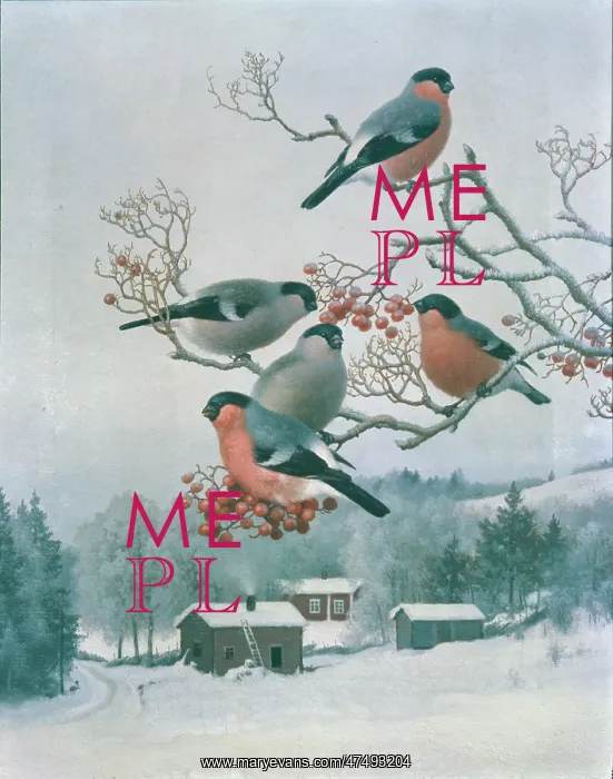 : Bullfinches in a Rowan Tree : Bullfinches in a Rowan Tree