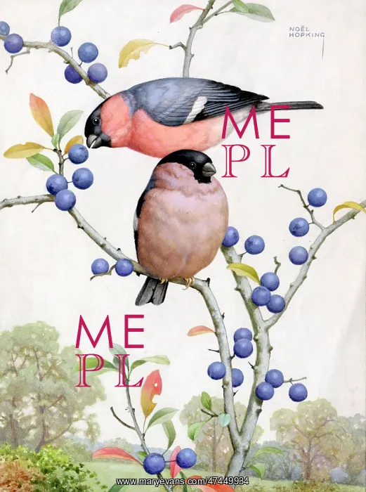 : Two Bullfinches on sloe branches : Two Bullfinches on sloe branches