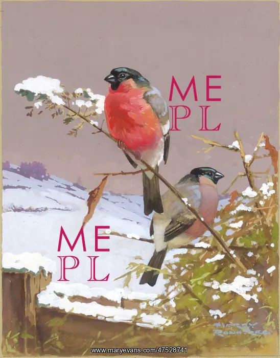 : Two Bullfinches in snow : Two Bullfinches in snow