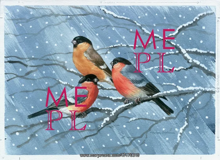 : Three Bullfinches on a Snowy Branch : Three Bullfinches on a Snowy Branch