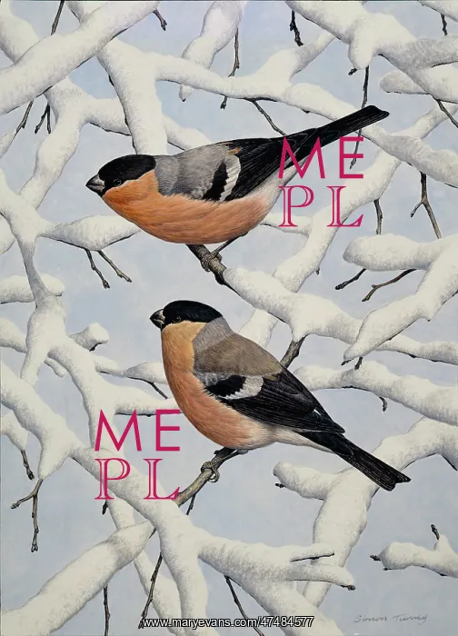  : Bullfinches on snowy branches