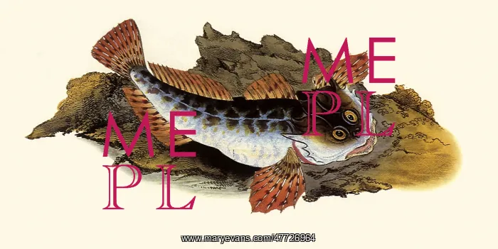 : Bullhead, Taurulus bubalis