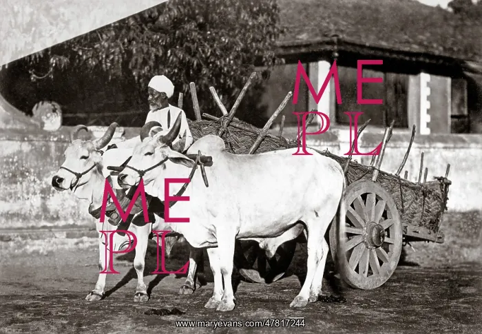  : Bullock cart and handler, India, c.1890