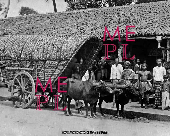 : Bullock cart, India : Bullock cart, India