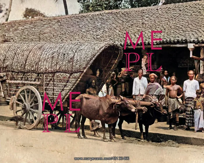 : Bullock cart, India : Bullock cart, India