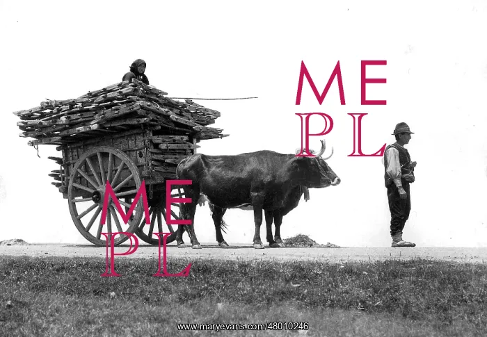 : Bullock cart in Spain : Bullock cart in Spain