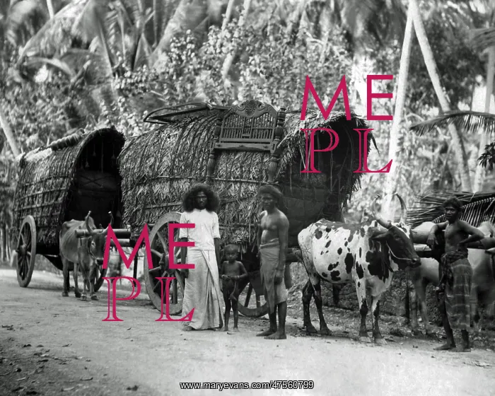 : Bullock-drawn carts, Ceylon (Sri Lanka) : Bullock-drawn carts, Ceylon (Sri Lanka)