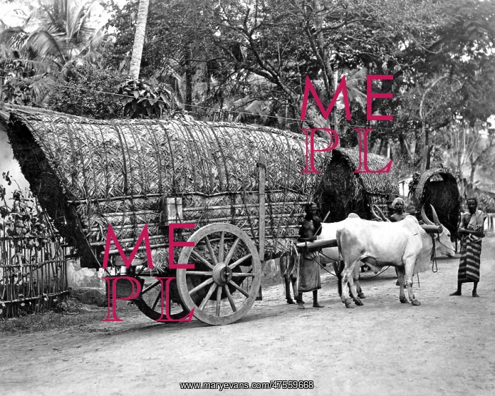 : Bullock-drawn carts, India : Bullock-drawn carts, India