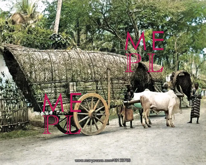 : Bullock-drawn carts, India : Bullock-drawn carts, India