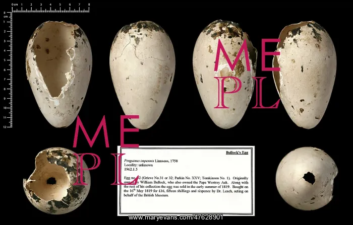 : Bullock's great auk (Pinguinus impennis) egg : Bullock's great auk (Pinguinus impennis) egg