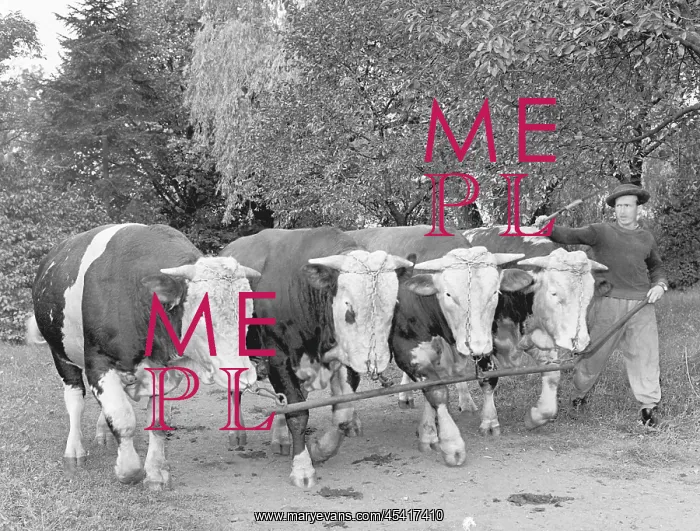 : Bulls - artificial insemination : Bulls - artificial insemination