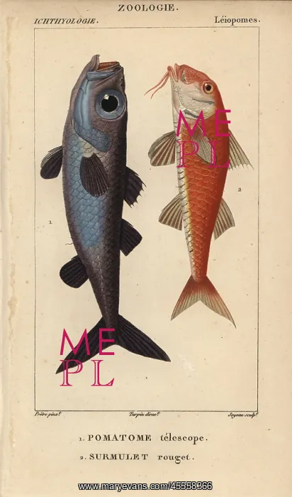 : Bulls-eye fish, Epigonus telescopus, and striped : Bulls-eye fish, Epigonus telescopus, and striped