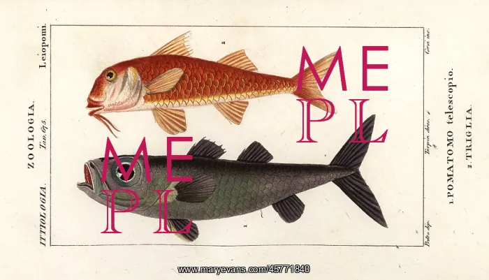 : Bulls-eye fish and striped red mullet : Bulls-eye fish and striped red mullet
