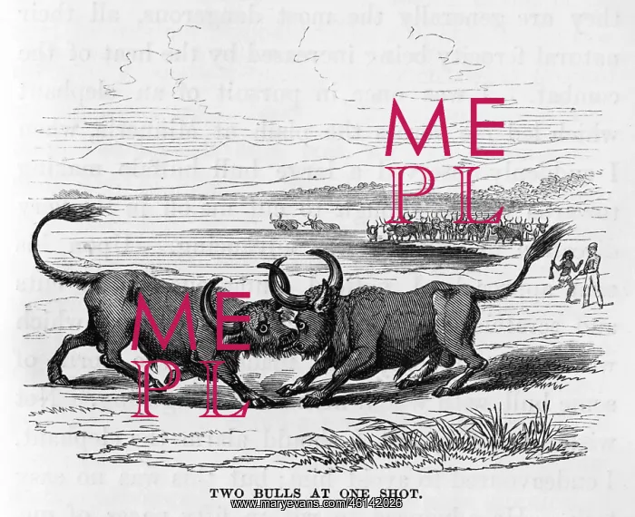 : Two bulls locking horns, Sri Lanka : Two bulls locking horns, Sri Lanka