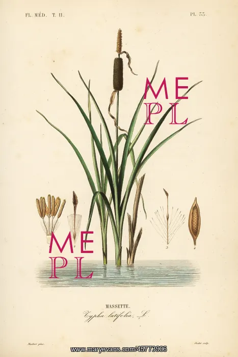 : Bulrush or broadleaf cattail, Typha latifolia : Bulrush or broadleaf cattail, Typha latifolia