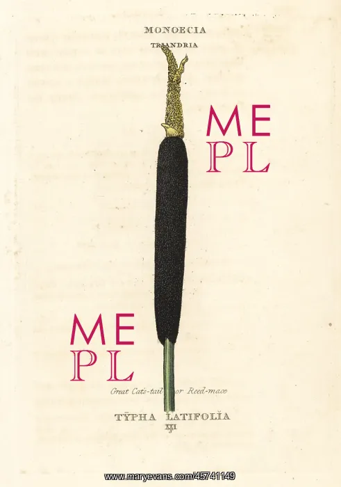 : Bulrush, creat cat's tail or reed mace, Typha latifolia : Bulrush, creat cat's tail or reed mace, Typha latifolia