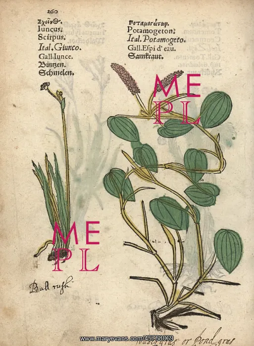 : Bulrush, Schoeneoplectus lacustris, and broad-leaved : Bulrush, Schoeneoplectus lacustris, and broad-leaved