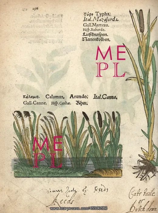 : Bulrush, Typha latifolia, and sweetflag, Acorus calamus : Bulrush, Typha latifolia, and sweetflag, Acorus calamus