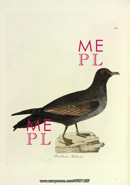 : Bulwer's Petrel : Bulwer's Petrel