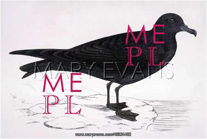  : BULWER'S PETREL (MORRIS)