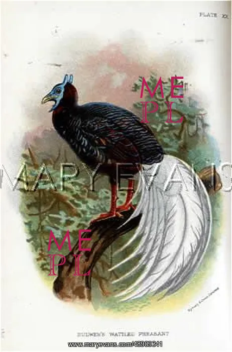 : BULWER'S PHEASANT : BULWER'S PHEASANT