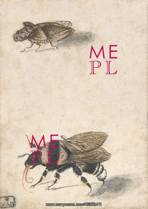 : A Bumble Bee and a Fulgoroid, 17th century (?) : A Bumble Bee and a Fulgoroid, 17th century (?)