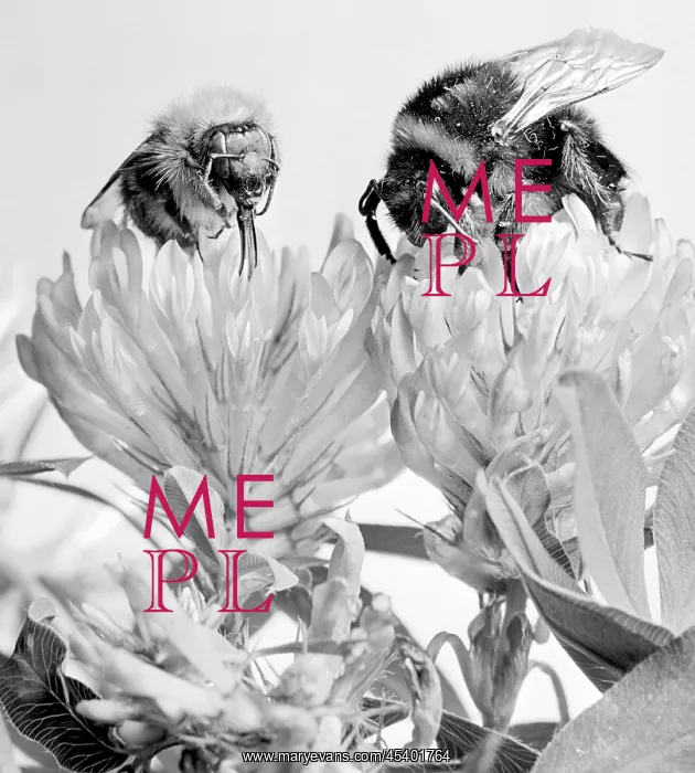 : Bumble bee - research - scientist - pollinator : Bumble bee - research - scientist - pollinator